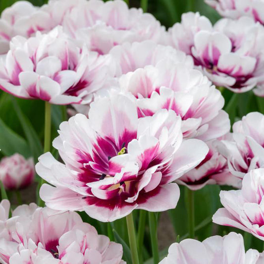 Fall Bulb Tulip Double Late La Delicatesse - 5 pack