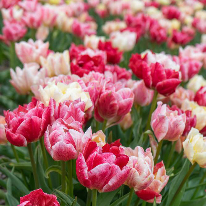 Fall Bulb Tulip Double Late Peptalk - 5 pack