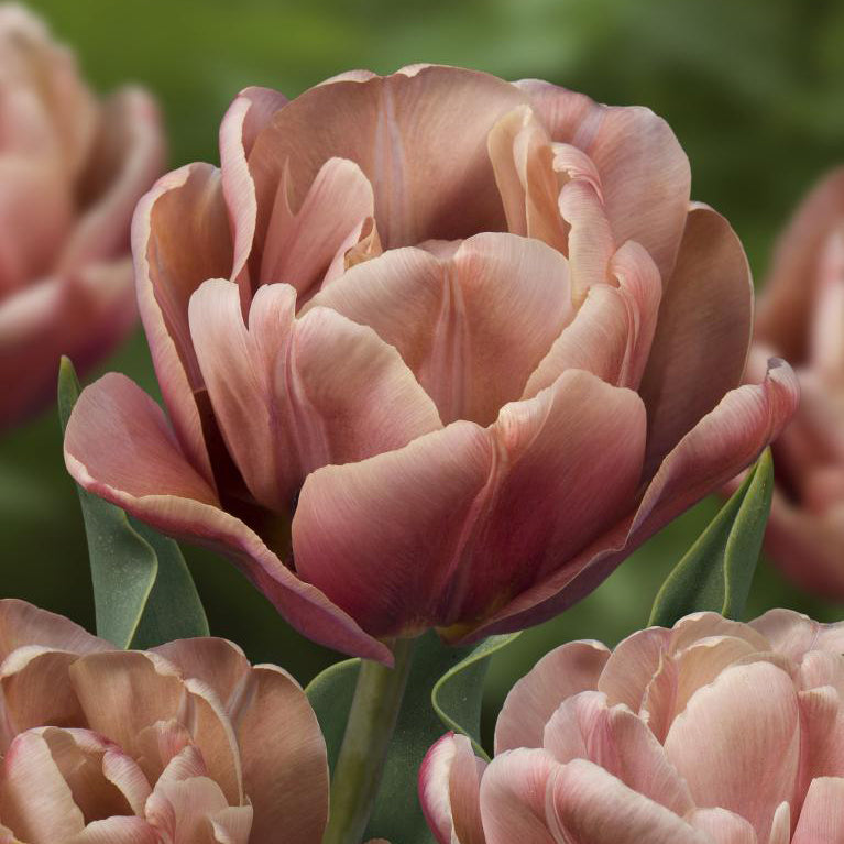Fall Bulb Tulip Double Early La Belle Epoque - 5 pack