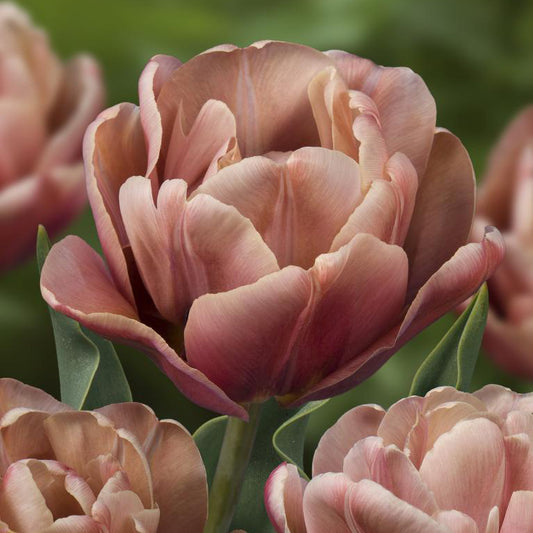 Fall Bulb Tulip Double Early La Belle Epoque - 5 pack