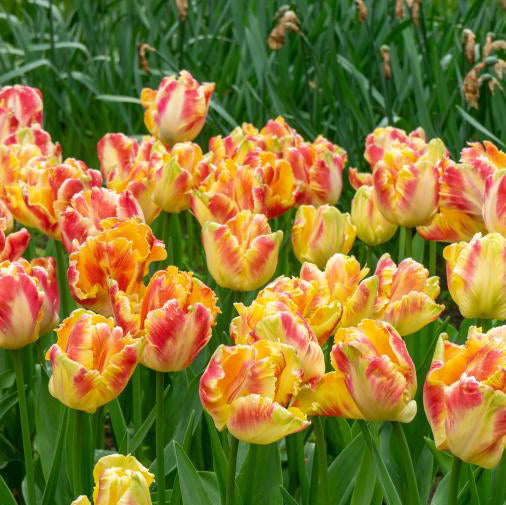 Fall Bulb Tulip Parrot Blushing - 5 pack