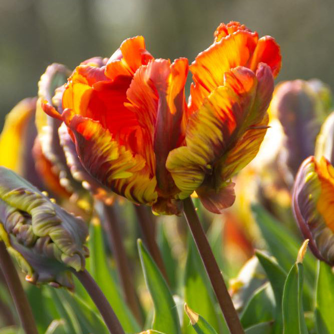 Fall Bulb Tulip Parrot Rasta - 5 pack