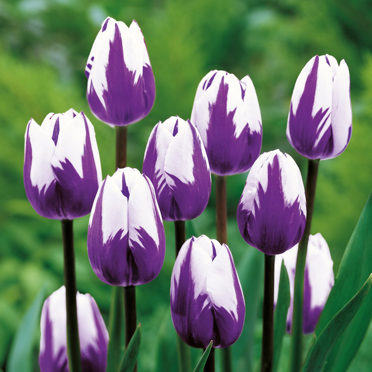 Fall Bulb Tulip Triumph Blueberry Ripple - 5 pack