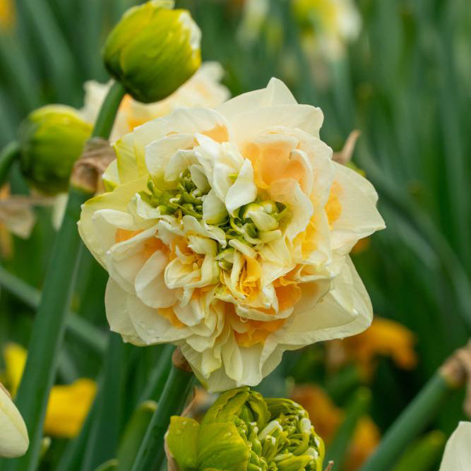 Fall Bulb Double Daffodil Microphone - 5 pack