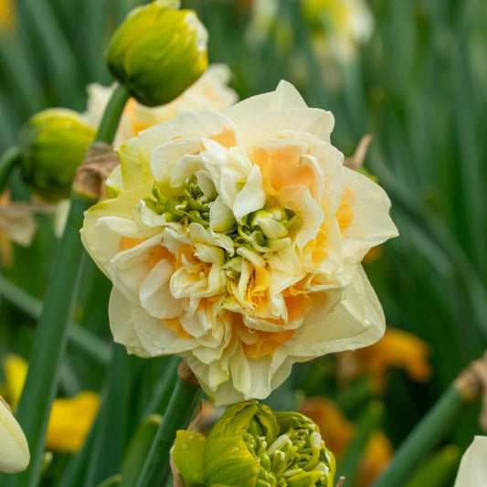Fall Bulb Double Daffodil Microphone - 5 pack