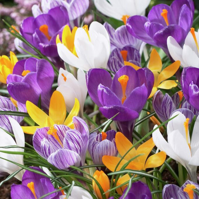 Fall Bulb Crocus Giant Mixed - 15 pack