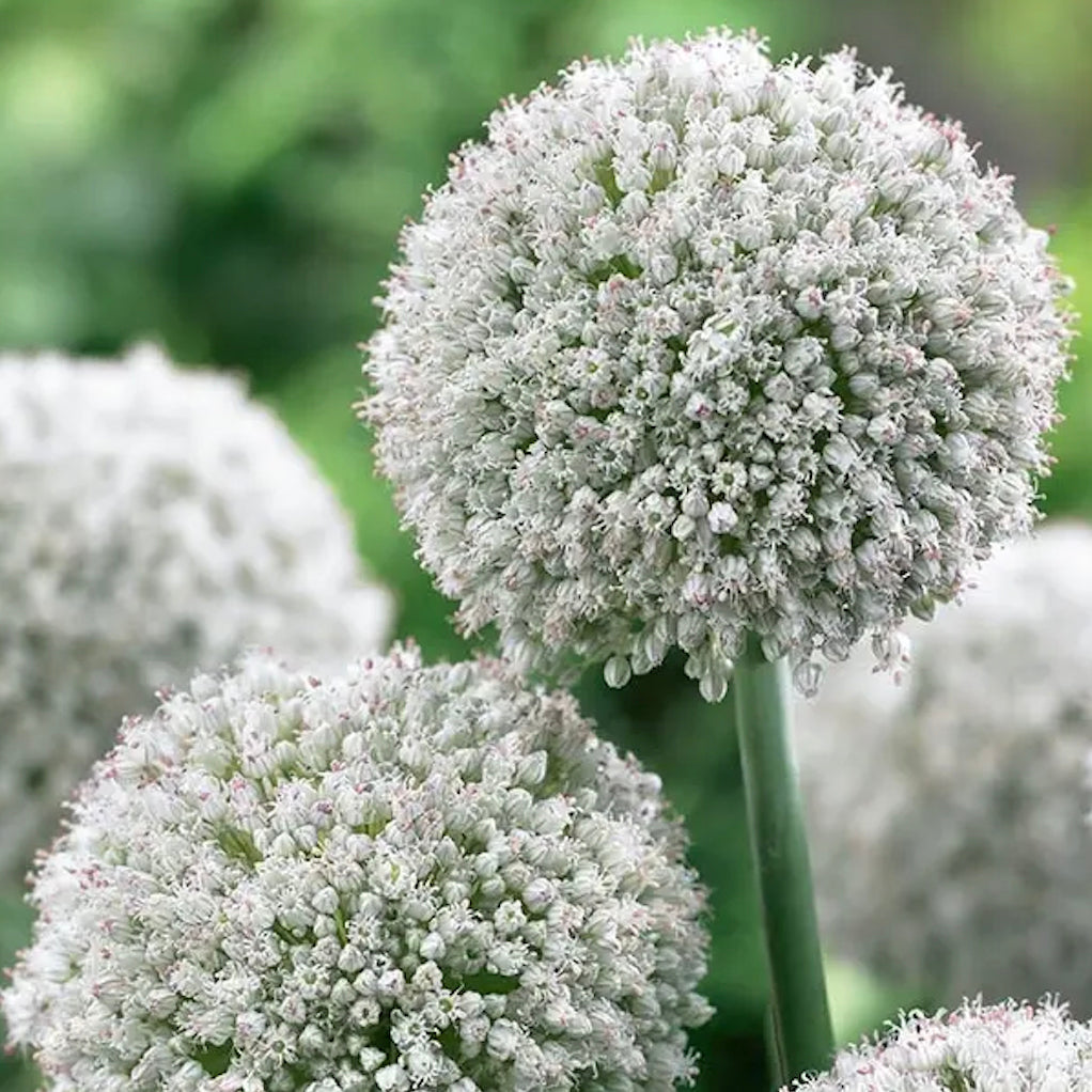Fall Bulb Allium Ping Pong - 10 pack