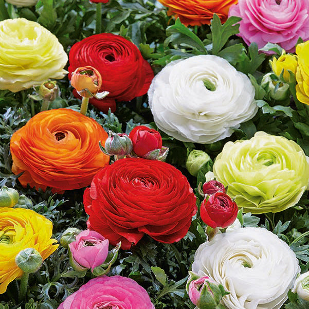 Fall Bulb Ranunculus Mixed - 10 pack