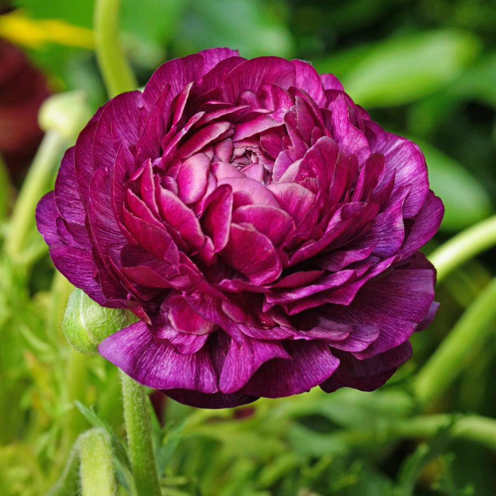 Fall Bulb Ranunculus Purple Sensation - 10 pack