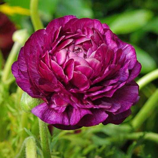 Fall Bulb Ranunculus Purple Sensation - 10 pack