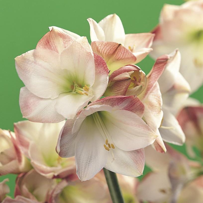 Amaryllis Apple Blossom - 1 bulb