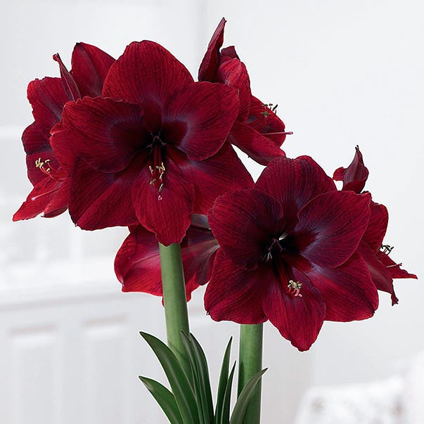 Amaryllis Black Pearl - 1 bulb
