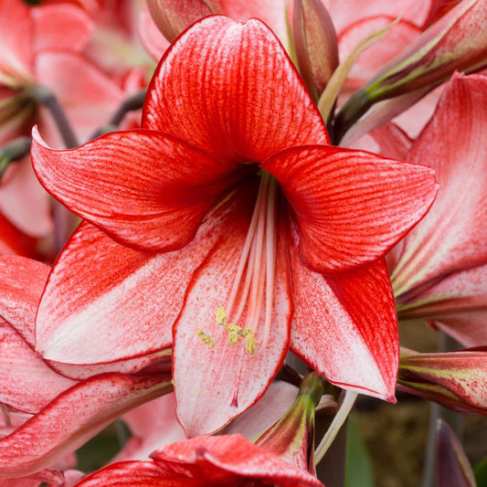 Amaryllis Charisma - 1 bulb