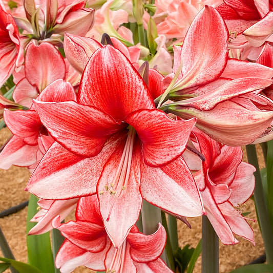 Amaryllis Charisma - 1 bulb