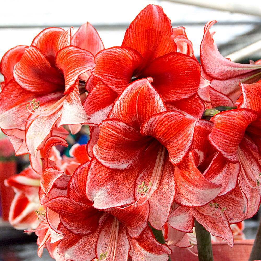 Amaryllis Charisma - 1 bulb
