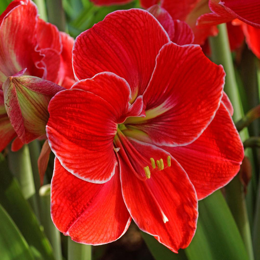 Amaryllis Magical Touch - 1 bulb