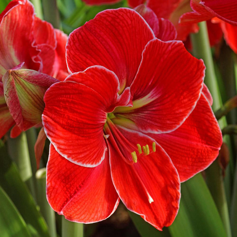 Amaryllis Magical Touch - 1 bulb