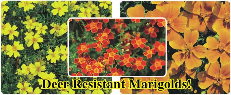 Marigold Zillion Collection / 3 packets - A278A