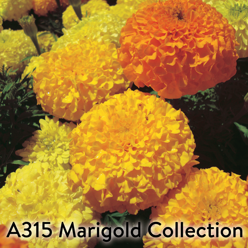Marigold All Size Collection / 4 packets - A315A