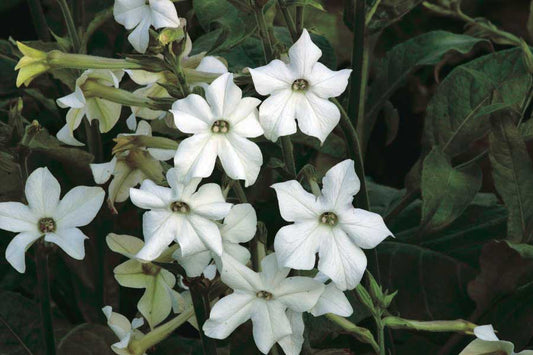 Nicotiana Old Fashioned Fragrance - B170A