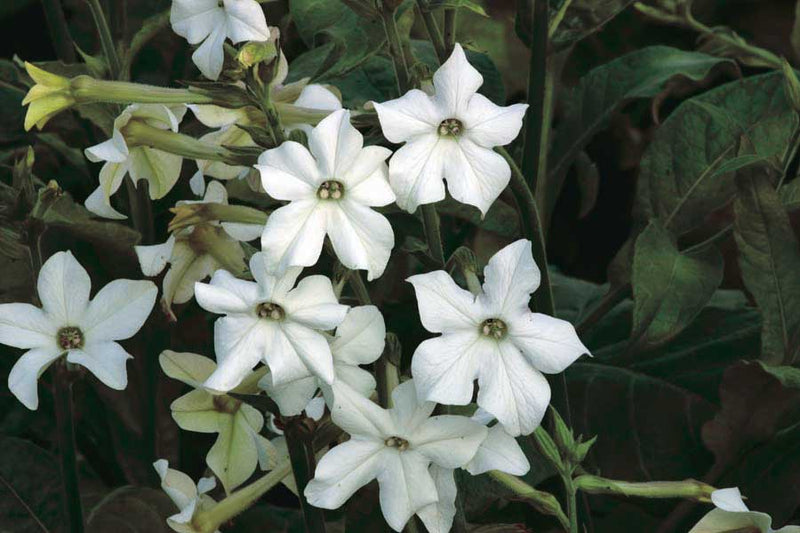 Nicotiana Old Fashioned Fragrance - B170A