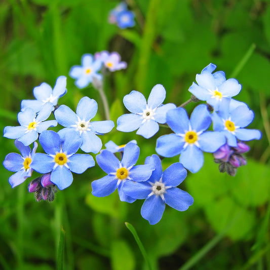 Forget-Me-Not Bluebird - A190A