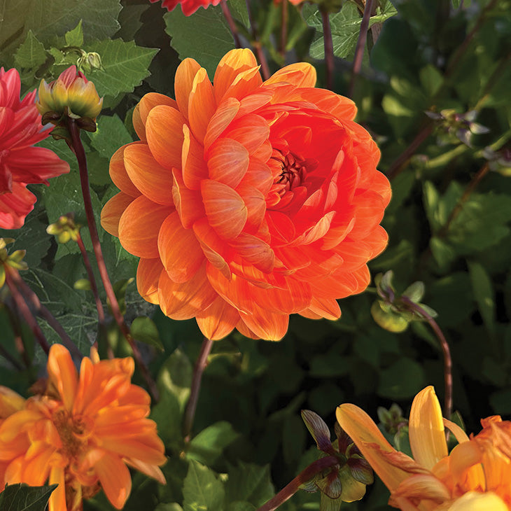 Dahlia Graceland