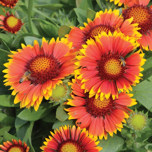 Gaillardia Arizona Sun - 7077A
