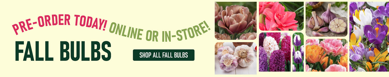 Promotional banner for fall bulbs with text reading 'PRE-ORDER TODAY! ONLINE OR IN-STORE!' and 'FALL BULBS,' plus a small collage of flower bulb and bloom photos on the right.