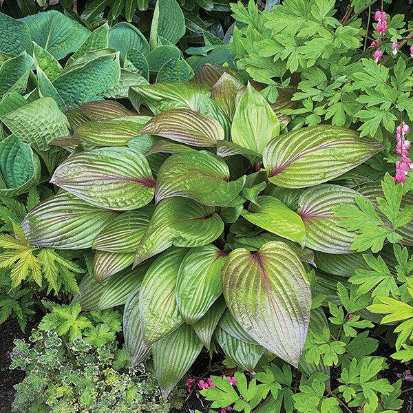 Hosta First Blush