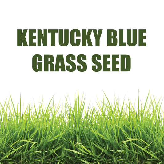 Kentucky Blue Grass Seed - 9952A