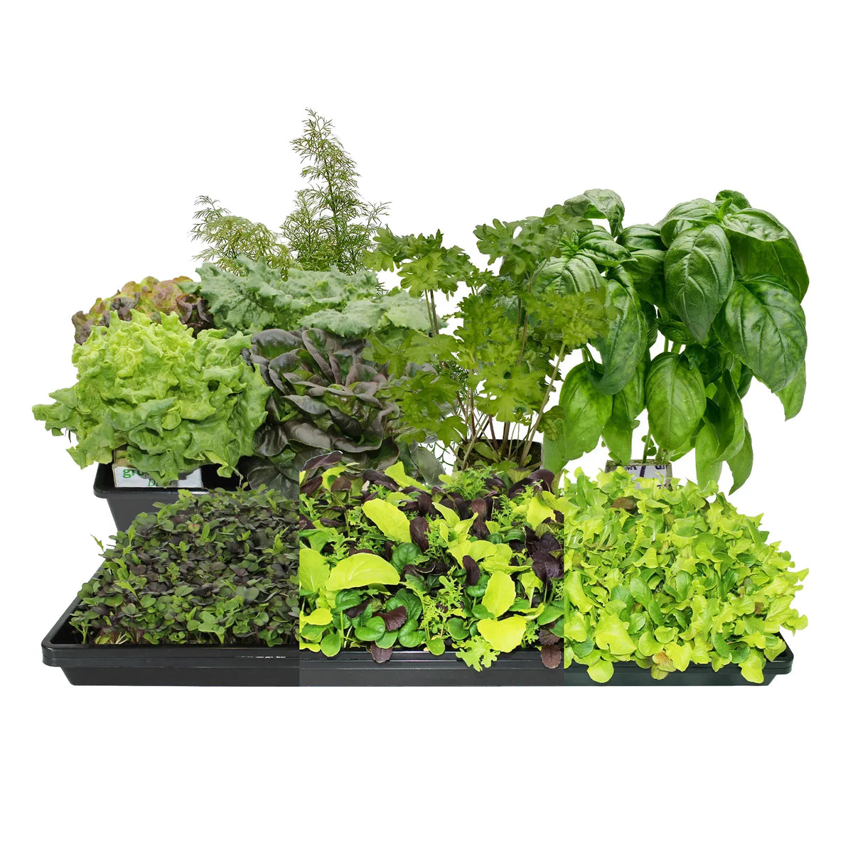 Fresh Harvest Seed Bundle - Large - LVL-B-002