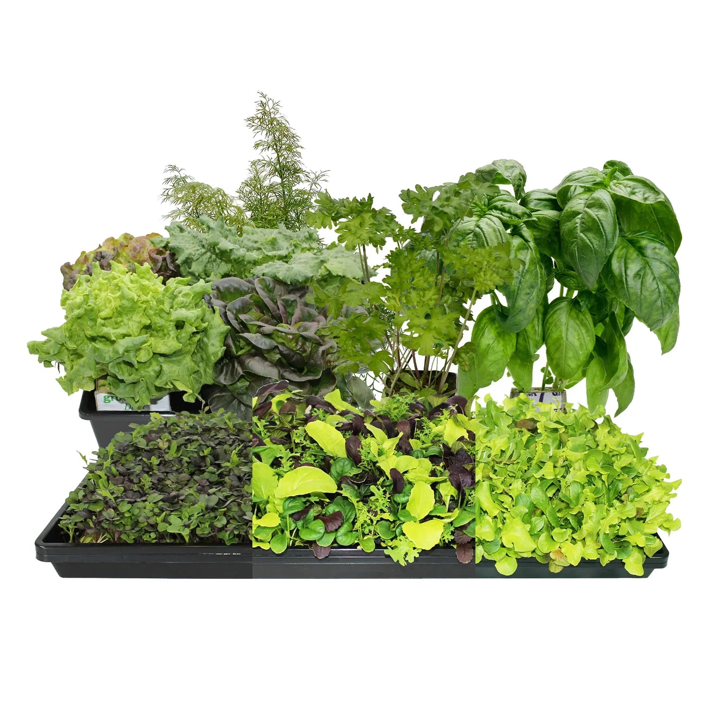 Fresh Harvest Seed Bundle - Small - LVL-B-001