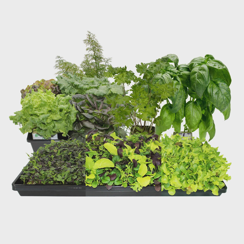 Fresh Harvest Seed Bundle - Large - LVL-B-002