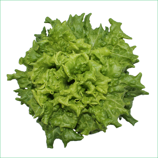 Green Summer Crisp Lettuce - LVL-S-002