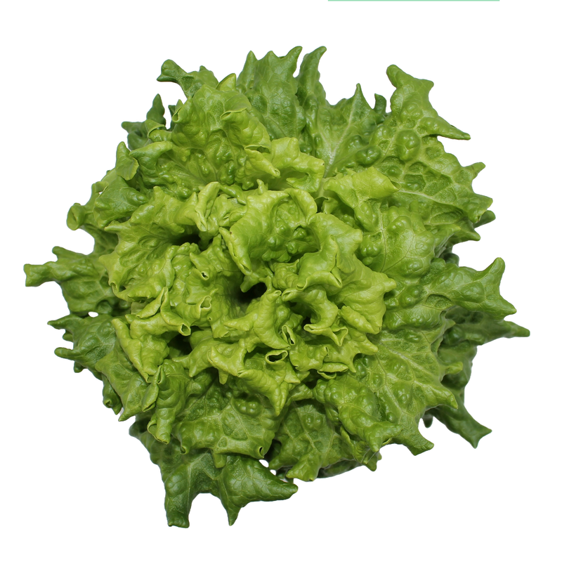 Green Summer Crisp Lettuce