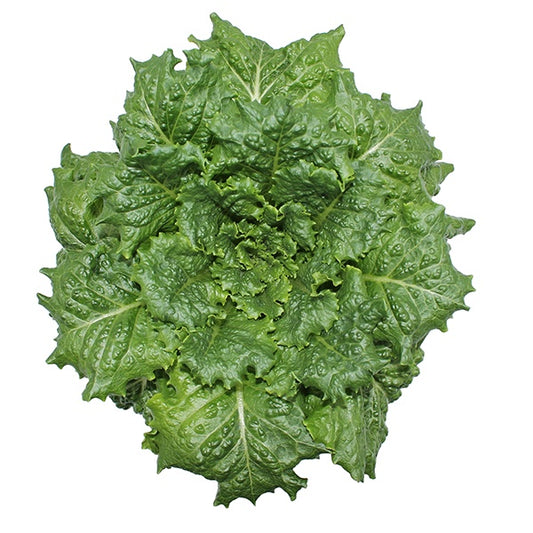 Green Romaine-Type Lettuce - LVL-S-003