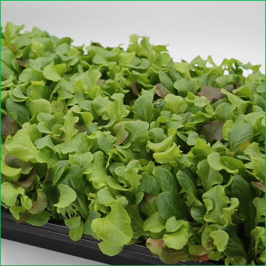 Premium Baby Leaf Lettuce - LVL-S-005