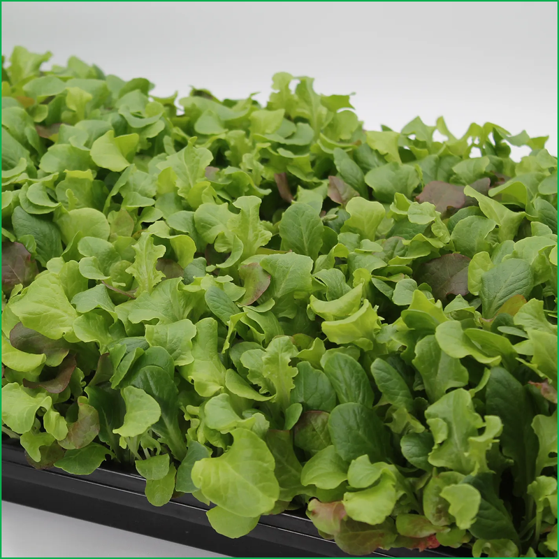 Premium Baby Leaf Lettuce - LVL-S-005