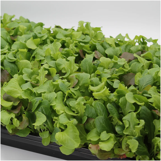 Premium Baby Leaf Lettuce