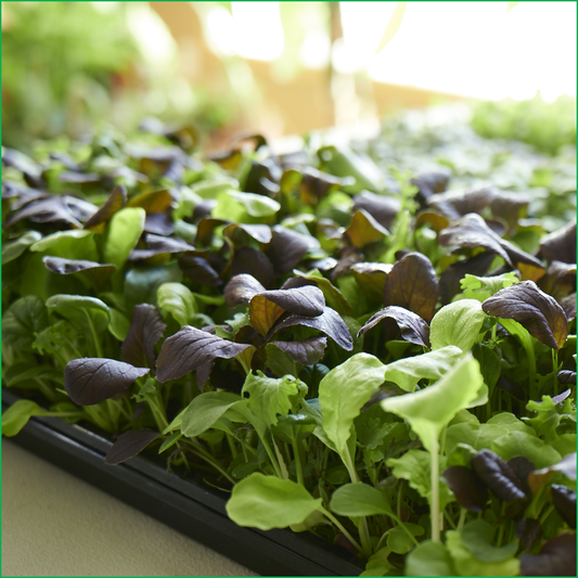 Zesty Baby Greens - LVL-S-006