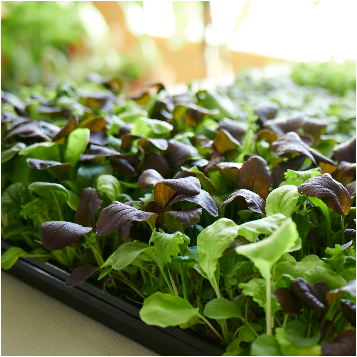 Zesty Baby Greens - LVL-S-006