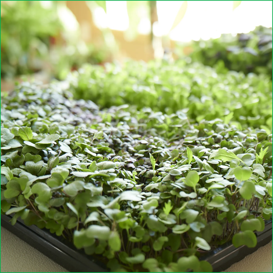 Gourmet Microgreens - LVL-S-007