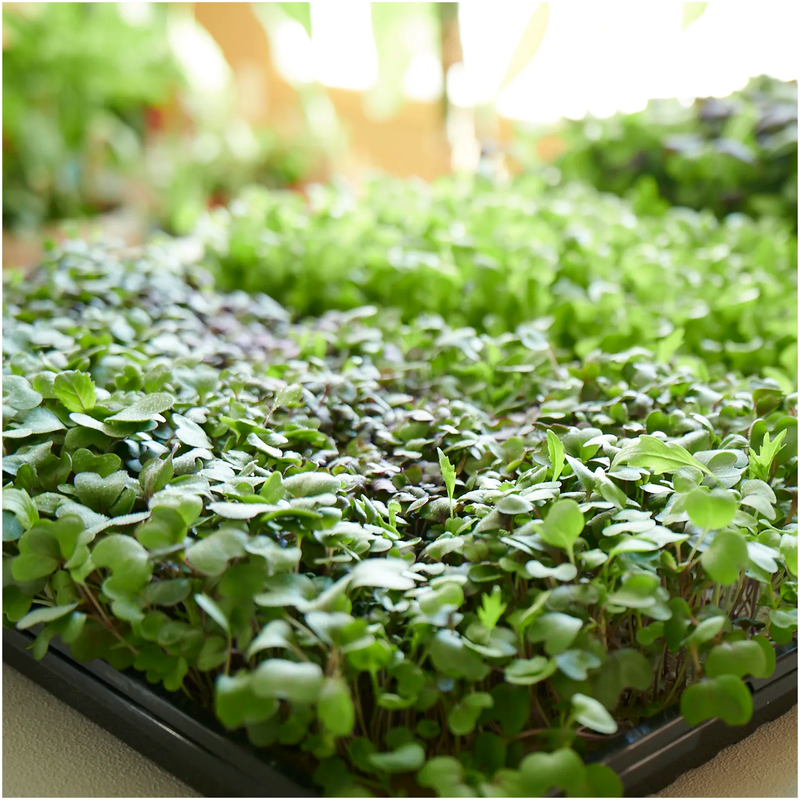Gourmet Microgreens