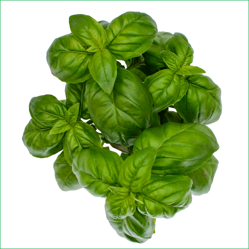 Compact Genovese Basil - LVL-S-008