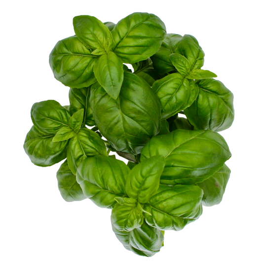 Compact Genovese Basil