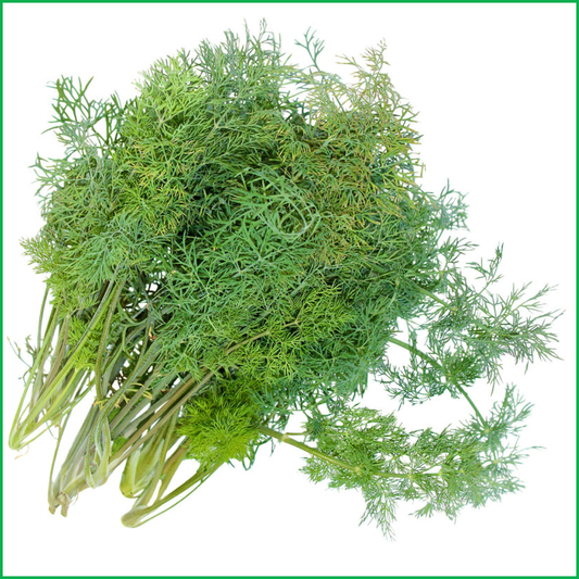 LV Fernleaf Dill - LVL-S-009