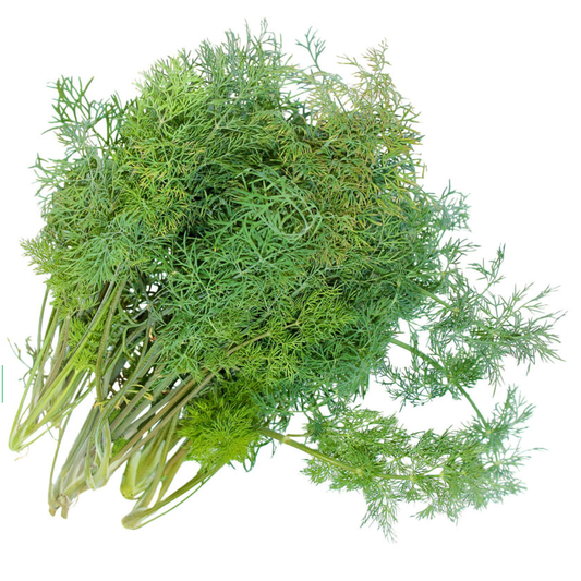 LV Fernleaf Dill