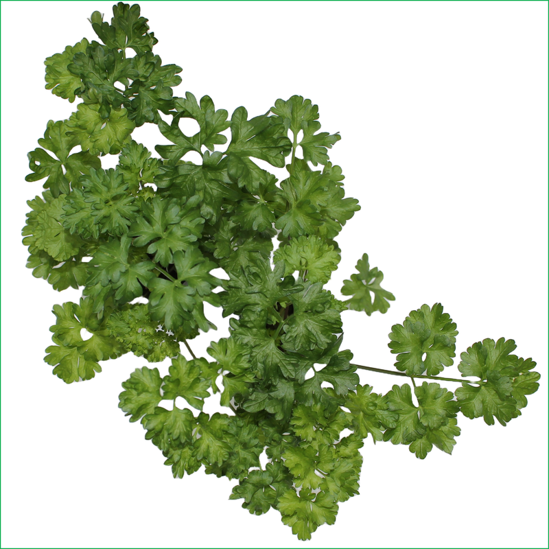 Italian Largeleaf Parsley - LVL-S-010