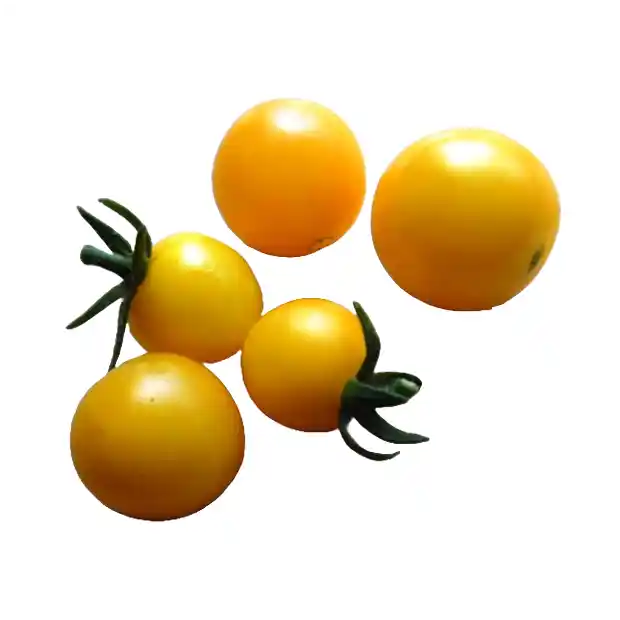 Petites tomates jaunes